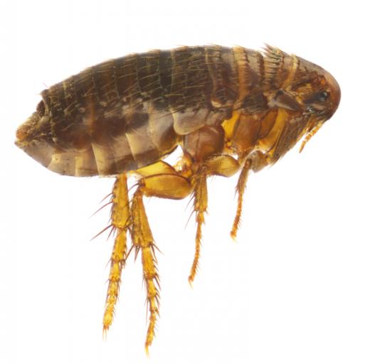 Flea larvae turn into adults in about two weeks.