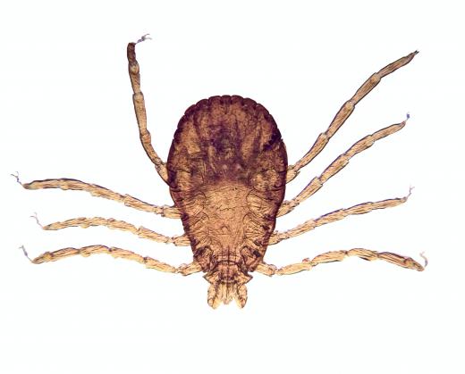 A brown dog tick.