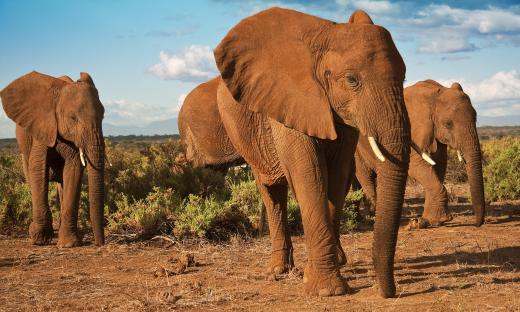 African elephants are classified as a different species from Indian elephants.