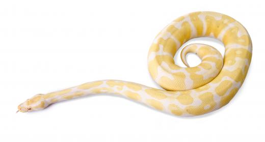 An albino Burmese python.