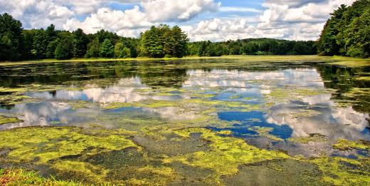 Blue-green algae on a lake.