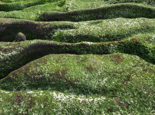 Lichens form through a symbiotic relationship between algae and fungus.