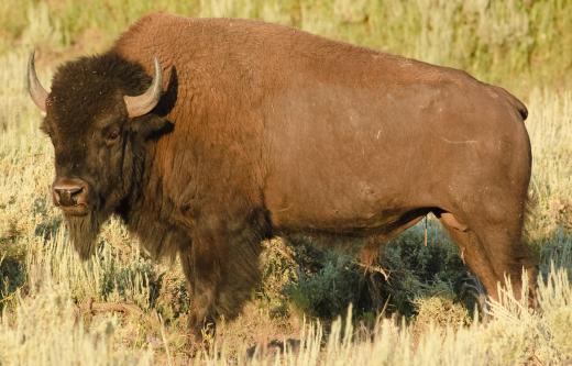 Beefalo is the result of cross breeding an American bison with a domestic cow.