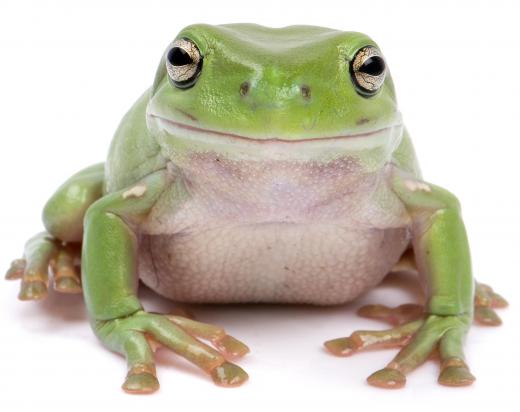 A frog from a wetland.