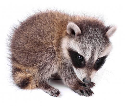 A baby raccoon.