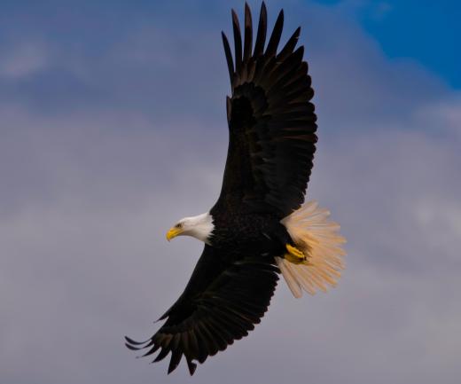 The bald eagle is a bird of prey that eats primarily fish, as well as small rodents and snakes.