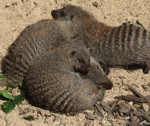 They may look peaceful here, but female banded mongooses sometimes instigate deadly fights with other groups so they can mate with unfamiliar males and increase genetic diversity.