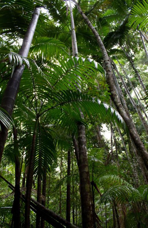 Some of the world's rainforests have been managed through prescribed burning.