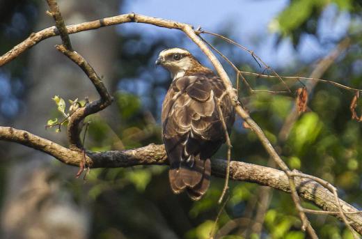 The honey buzzard is a large bird of prey that usually feeds on bee and wasp larvae.