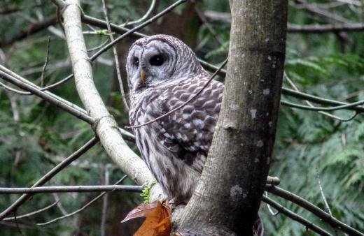 Owls are one of the many predators of opossums.