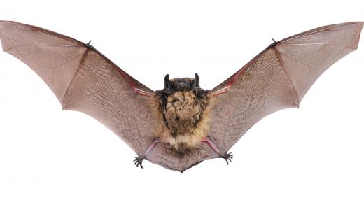 White nose syndrome is responsible for killing many types of bats in the Northeastern part of the US.