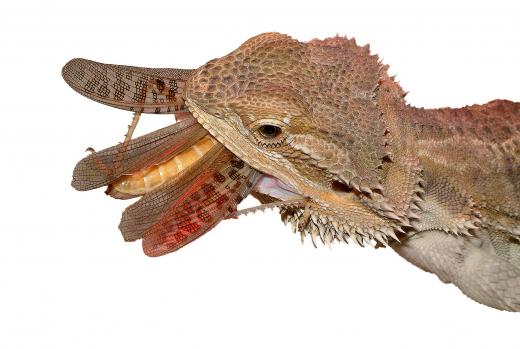 Bearded dragons are susceptible to many different diseases.