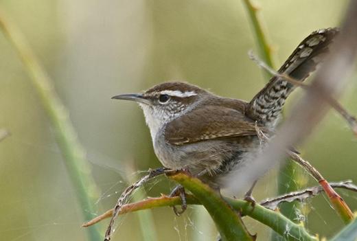 Bewick's wren is one of the 80 different species of wren in the songbird family Troglodytidae.