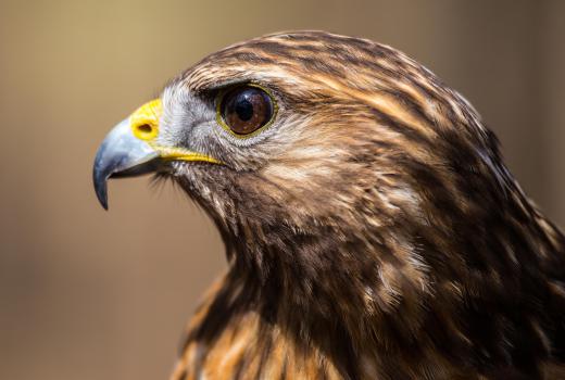 There are over 50 species of hawk.