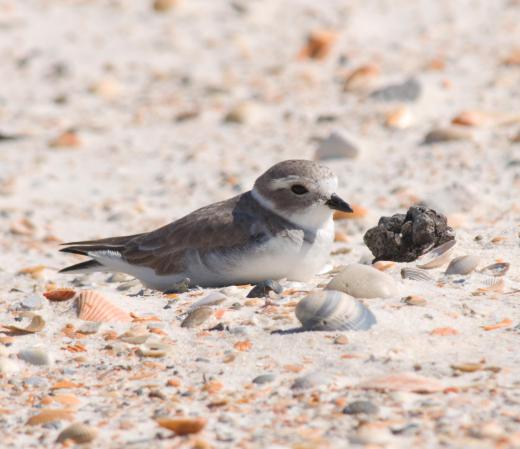 Oil from an oil spill can prevent a bird from flying, and may lead to hypothermia.