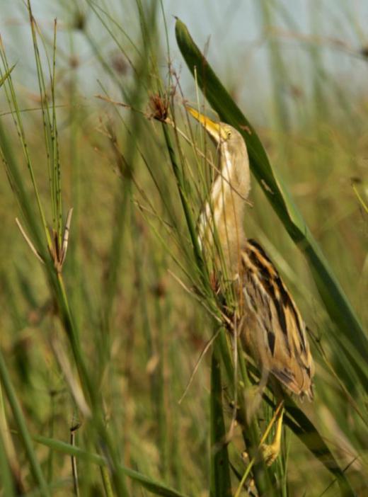 Bitterns tend to have shorter necks than herons and brownish feathers.