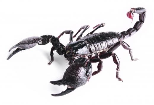 Scorpions come in a range of colors, from black to beige.