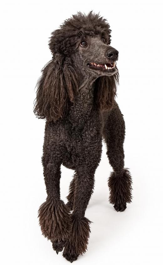 Poodles are often used in crossbreeding.