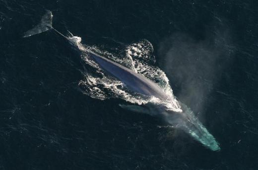 A blue whale can eat 8,000 pounds of food a day to store reserves for winter.