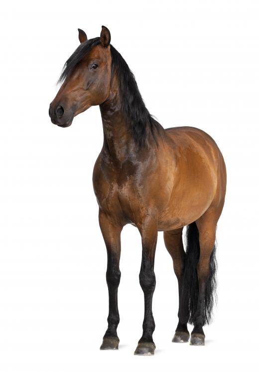 Horses are an example of an ungulate.