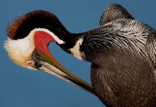 There are eight species of pelican, a type of waterbird, found throughout the world.