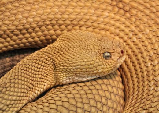 Venomous snakes have heart or diamond shaped heads.