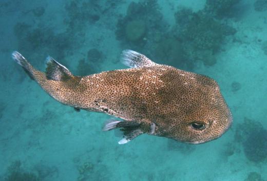 There are about 150 species of pufferfish, many of which are poisonous to eat.