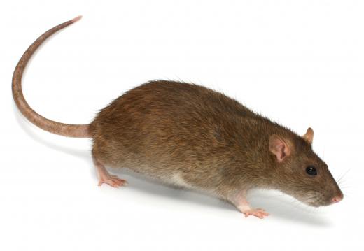 A vector may be any organism that is known to carry disease pathogens, such as rats.