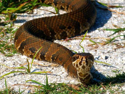 Though most moccasins have brown scales, colors can vary from purple to reddish.