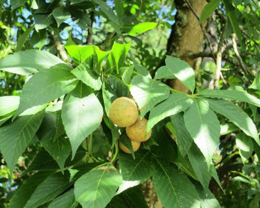 Ohio buckeye trees are sometimes susceptible to horse chestnut disease.