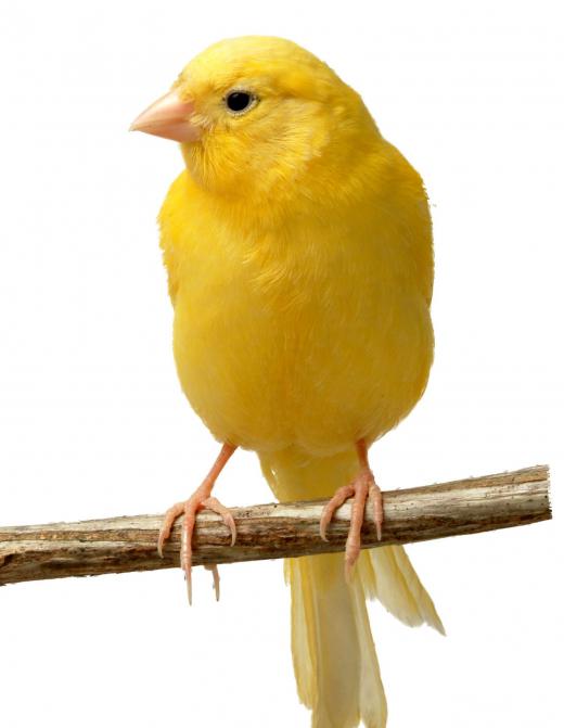 Canary.