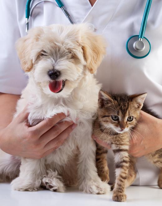 A grooming arm keeps the pet in place when it's being worked on.