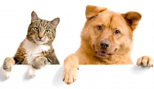 Both cats and dogs can get heartworms.