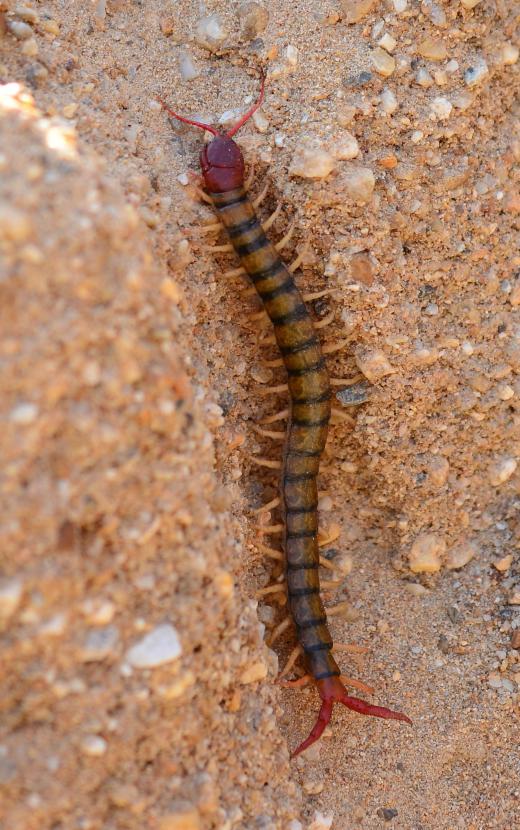 During the day, centipedes hide in the debris around the home.