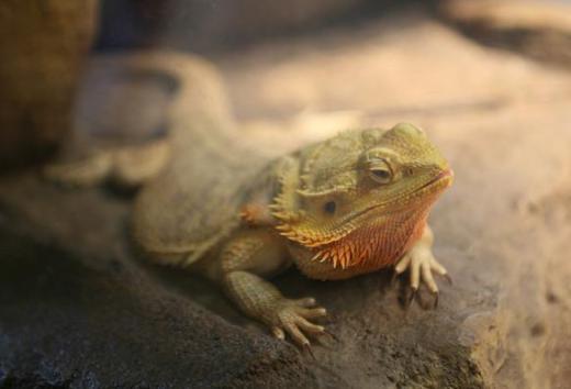 Male bearded dragons have the ability to puff out and darken their beards when trying to impress their female counterparts.