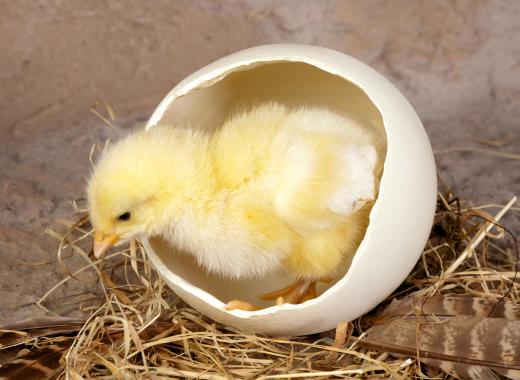 Chickens actually lay eggs to reproduce, as a fertilized egg will bear a chick.