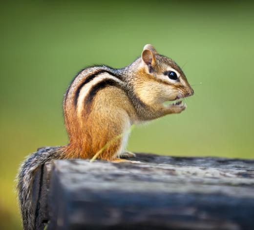 Salt licks are used to attract both large and small animals.