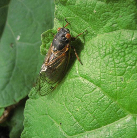 Cicadas have short antennae and transparent wings.