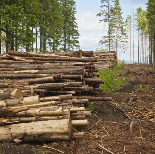 Salvage logging involves removing trees from an area affected by a natural disaster.