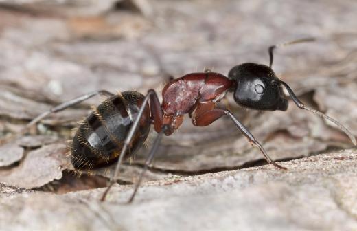 Ant behavior can be studied closely using an ant farm.