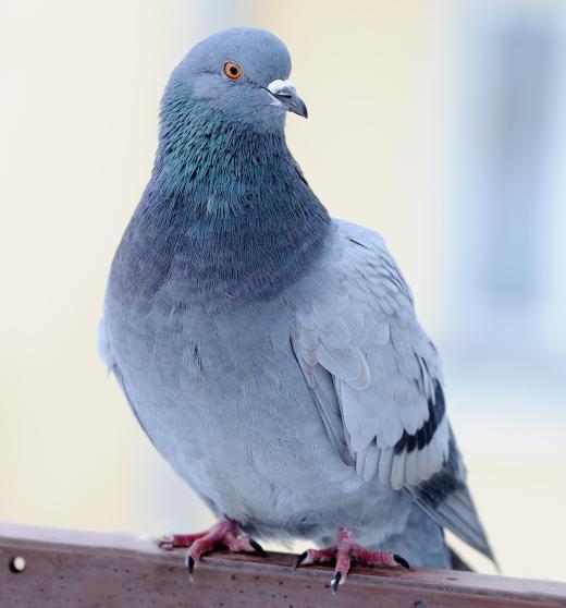 Birds like pigeons have an innate sense of flying as a natural act.