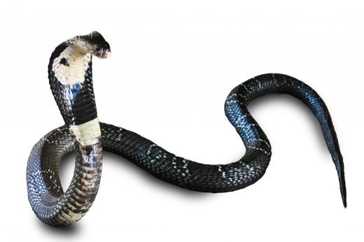 Cobras are venomous snakes.