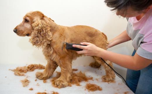 Shaving an animal's coat may be necessary when mange is present.