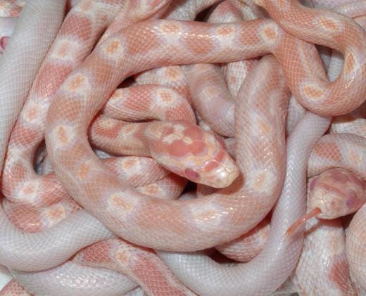 Common types of albino snakes include corn snakes.