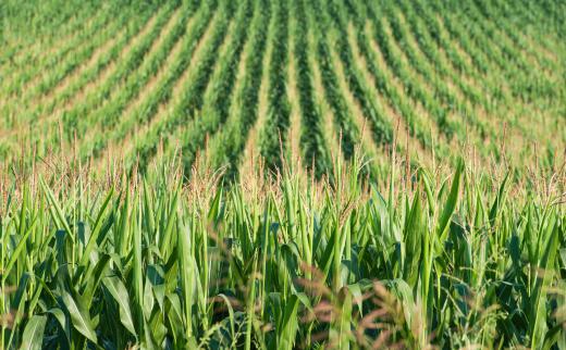 Mice are common corn field pests.