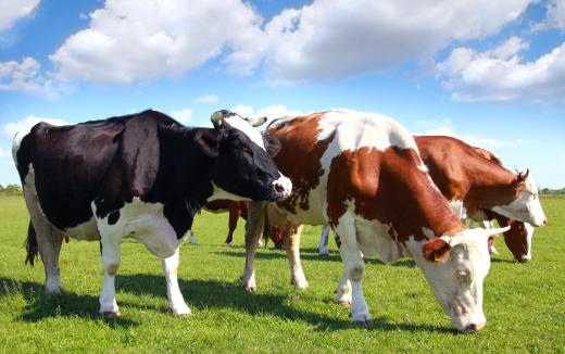 About two percent of cattle afflicted with pink eye remain permanently and completely blind in the affected eye.