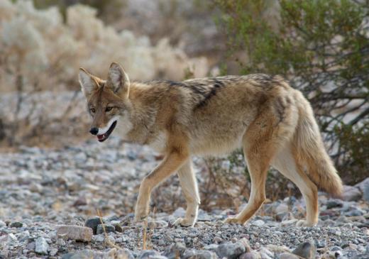 Foxes are distantly related to the coyote.