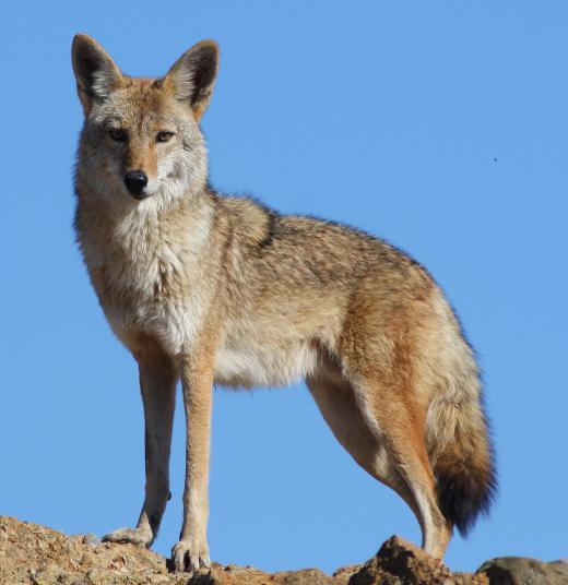 Coyotes resemble grey wolves, but have narrowed snouts.