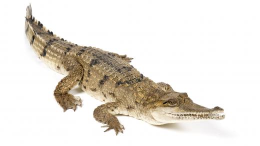 Crocodiles use their tails as a weapon.