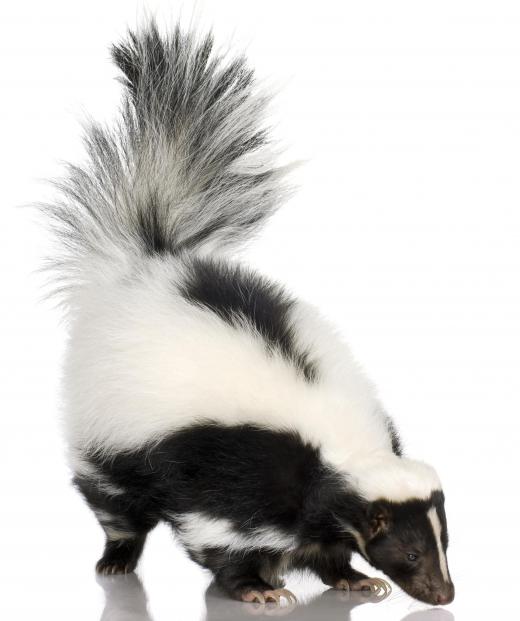 Skunks are Everglades animals.